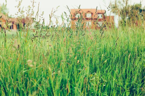 Cost of Tall Grass Cutting in Saint George