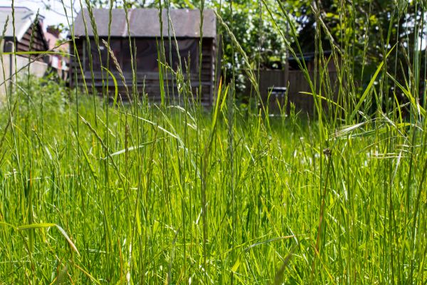 Cost of Overgrown Lawn Trimming in Saint George