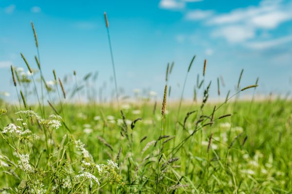 Cost of High Grass Trimming in Saint George